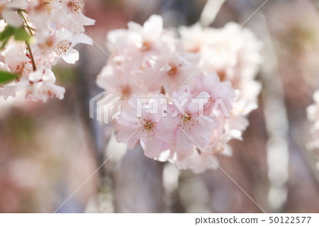 櫻花7908 櫻花7908 50122577