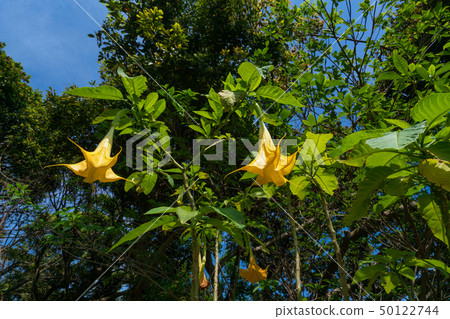 Morning glory Morning glory 50122744