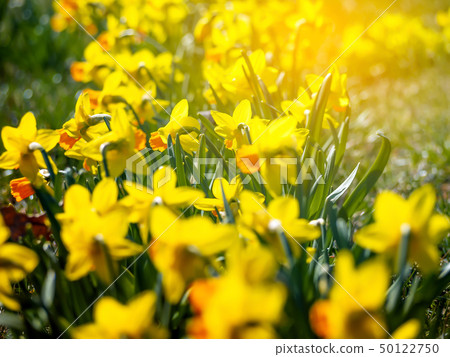 Yellow flowers narcissus Yellow flowers narcissus 50122750