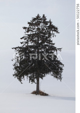 One Tree _ Furano One Tree _ Furano 50122756