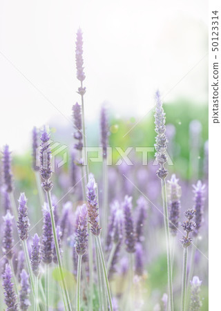 Lavender lavender field Lavender lavender field 50123314