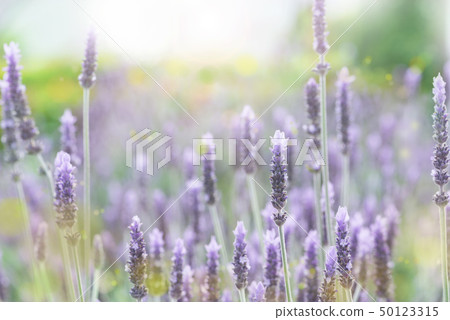 Lavender lavender field Lavender lavender field 50123315