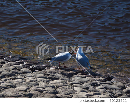 Marriage games of birds in the spring. Marriage games of birds in the spring. 50123321