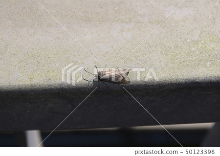 Takeno Hoso Kuroba Takeno Hoso Kuroba 50123398