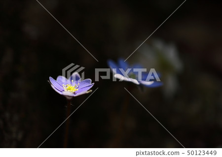 藍色紫菜 藍色紫菜 50123449