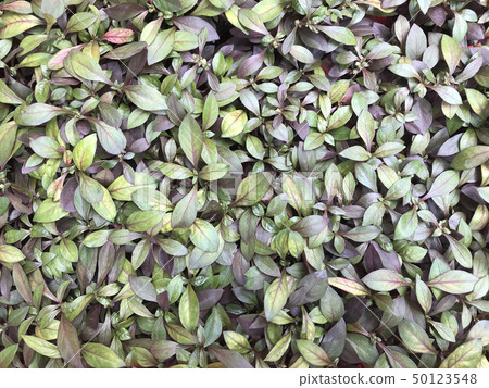 tropical nature leaves plant for summer background tropical nature leaves plant for summer background 50123548