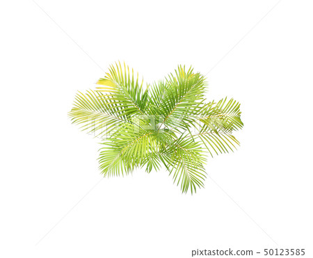 top view palm leaves tree isolated on white top view palm leaves tree isolated on white 50123585