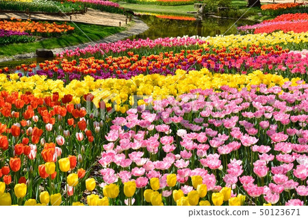 Tulip field in full bloom Tulip field in full bloom 50123671