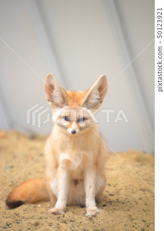 Cute Fennec Whole body shooting permission · Cooperation: Aquamarine Fukushima Cute Fennec Whole body shooting permission · Cooperation: Aquamarine Fukushima 50123921