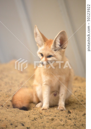 可愛的Fennec全身拍攝許可·合作:海藍寶石福島 可愛的Fennec全身拍攝許可·合作:海藍寶石福島 50123922