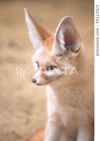 Cute Fennec Side-view shooting permission / Cooperation: Aquamarine Fukushima 50123923