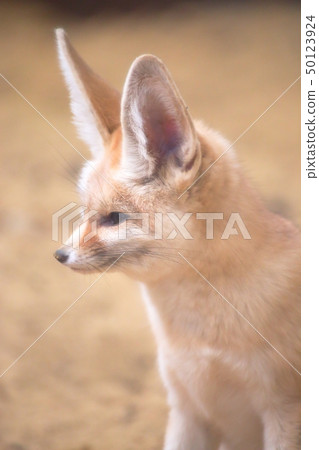 可愛的Fennec側視拍攝許可/合作：Aquamarine Fukushima 50123924