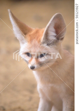 Cute Fennec Face Shooting permission / Cooperation: Aquamarine Fukushima Cute Fennec Face Shooting permission / Cooperation: Aquamarine Fukushima 50123927