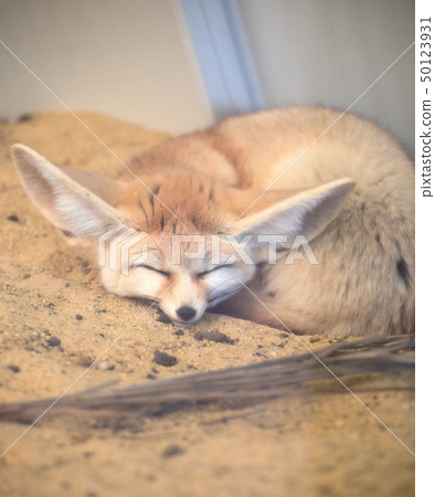 可愛Fennec搞笑面部射擊許可/合作：海藍寶石福島 50123931