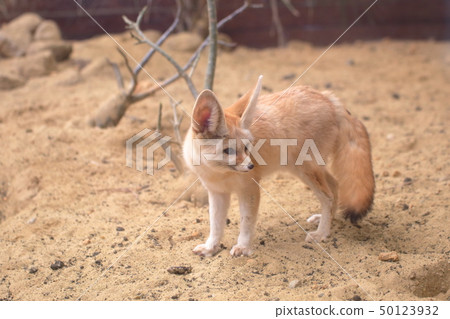 Cute Fennec Whole body shooting permission · Cooperation: Aquamarine Fukushima 50123932