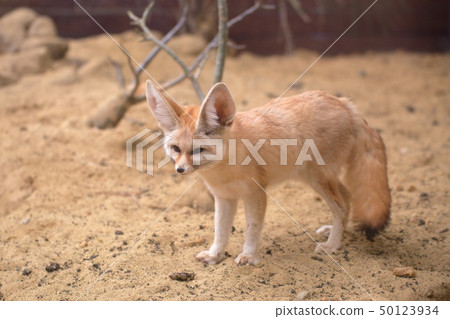 Cute Fennec Whole body shooting permission · Cooperation: Aquamarine Fukushima 50123934