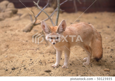 Cute Fennec Whole body shooting permission · Cooperation: Aquamarine Fukushima Cute Fennec Whole body shooting permission · Cooperation: Aquamarine Fukushima 50123935