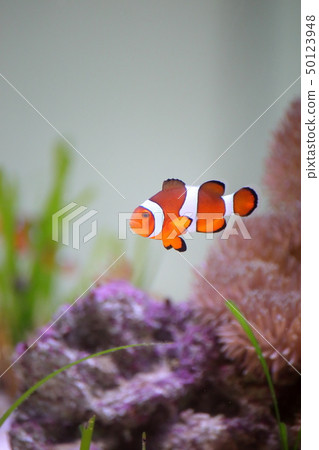 小丑魚射擊許可·合作:海藍寶石福島 小丑魚射擊許可·合作:海藍寶石福島 50123948