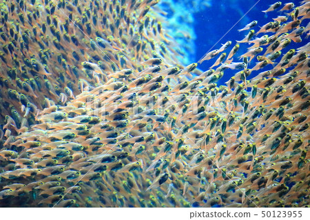Coral reef waters of the sea-shuttering shooting permission / cooperation: Aquamarine Fukushima Coral reef waters of the sea-shuttering shooting permission / cooperation: Aquamarine Fukushima 50123955