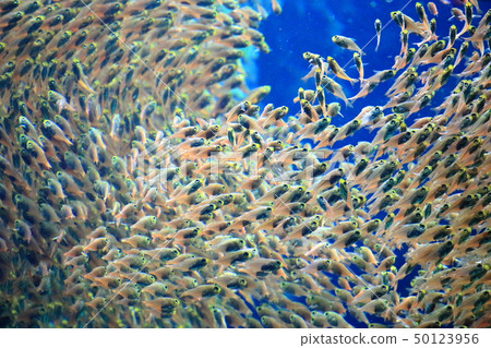 海上拍攝許可/合作的珊瑚礁水域：海藍寶石福島 50123956