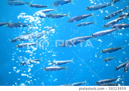 沙丁魚參觀大型水箱照片許可/合作:海藍寶石福島 沙丁魚參觀大型水箱照片許可/合作:海藍寶石福島 50123959