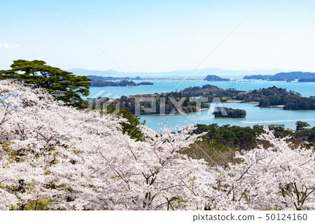 Matsushima · Cherry blossoms at Matsu Park, back of Nishiyuki 50124160