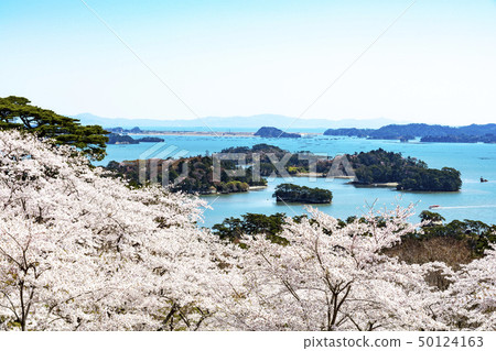 松島·櫻花公園的櫻花，Nishiyuki的背面 50124163