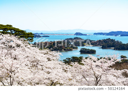 Matsushima · Cherry blossoms at Matsu Park, back of Nishiyuki Matsushima · Cherry blossoms at Matsu Park, back of Nishiyuki 50124164