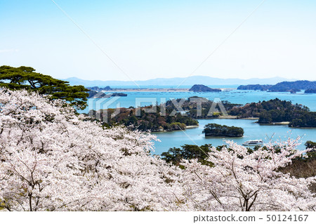 Matsushima · Cherry blossoms at Matsu Park, back of Nishiyuki Matsushima · Cherry blossoms at Matsu Park, back of Nishiyuki 50124167
