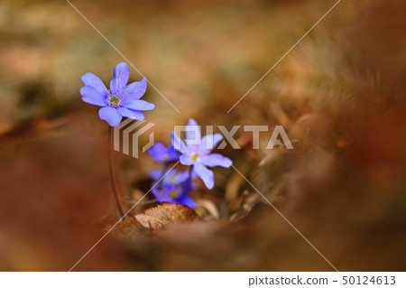 Spring flower. Beautiful blooming first small Spring flower. Beautiful blooming first small 50124613