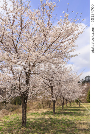 Row of cherry trees 50124700