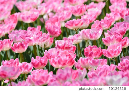 Tulip field in full bloom 50124816