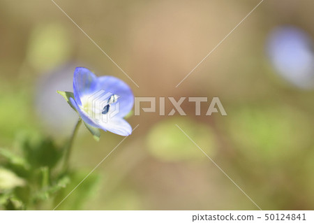 Persian speedwell 50124841