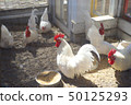 Chicken / Chicken 50125293