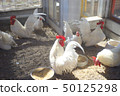 Chicken / Chicken 50125298