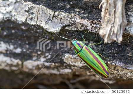 A badger beetle A badger beetle 50125975