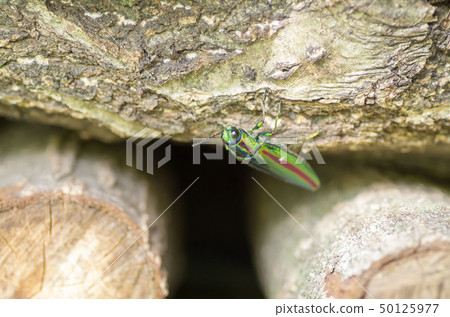 A badger beetle 50125977