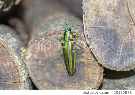 A badger beetle 50125978