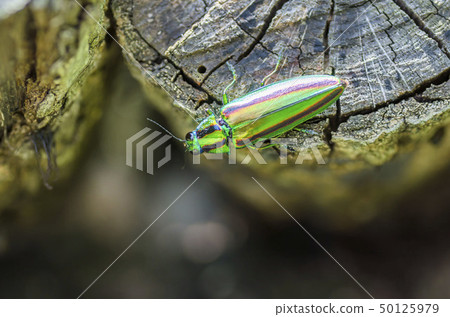 A badger beetle 50125979