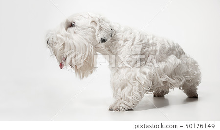 West Highland White Terrier sitting against white background 50126149
