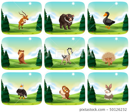 Set of animal in nature 50126232