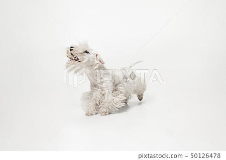 West Highland White Terrier sitting against white background West Highland White Terrier sitting against white background 50126478