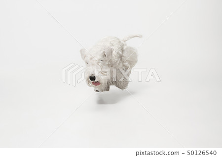 West Highland White Terrier sitting against white background West Highland White Terrier sitting against white background 50126540