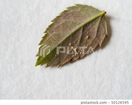 Spider mites on the roses. Diseases of plants. Spider mites on the roses. Diseases of plants. 50126595