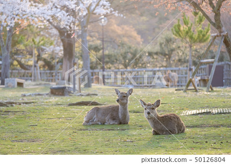 櫻花和鹿奈良公園奈良縣奈良公園2019年4月 50126804