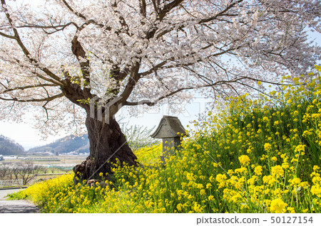 Nukutsu's seeding cherry blossoms Tendo City Yamagata Prefecture Nukutsu's seeding cherry blossoms Tendo City Yamagata Prefecture 50127154