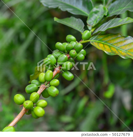 Coffee beans on the branch Coffee beans on the branch 50127679