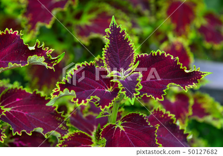 Colorful plants for decoration 50127682