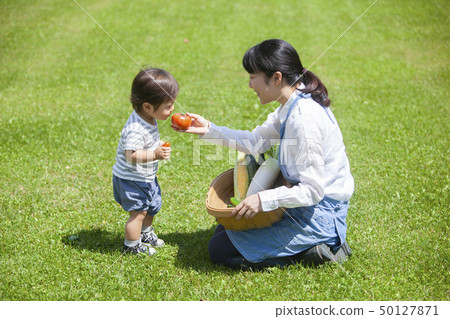 Summer vegetable harvest 50127871