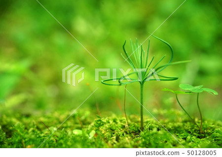 Pine seedlings 50128005